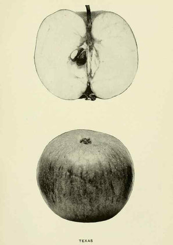 Reproducción/Reproduction 41737543214: The apples of New York,. Albany,J. B. Lyon Co., Printers,1905.. 