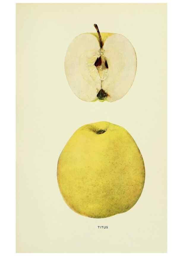 Reproducción/Reproduction 42460782811: The apples of New York,. Albany,J. B. Lyon Co., Printers,1905.. 