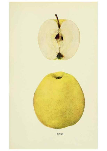 Reproducción/Reproduction 42460782811: The apples of New York,. Albany,J. B. Lyon Co., Printers,1905.. 