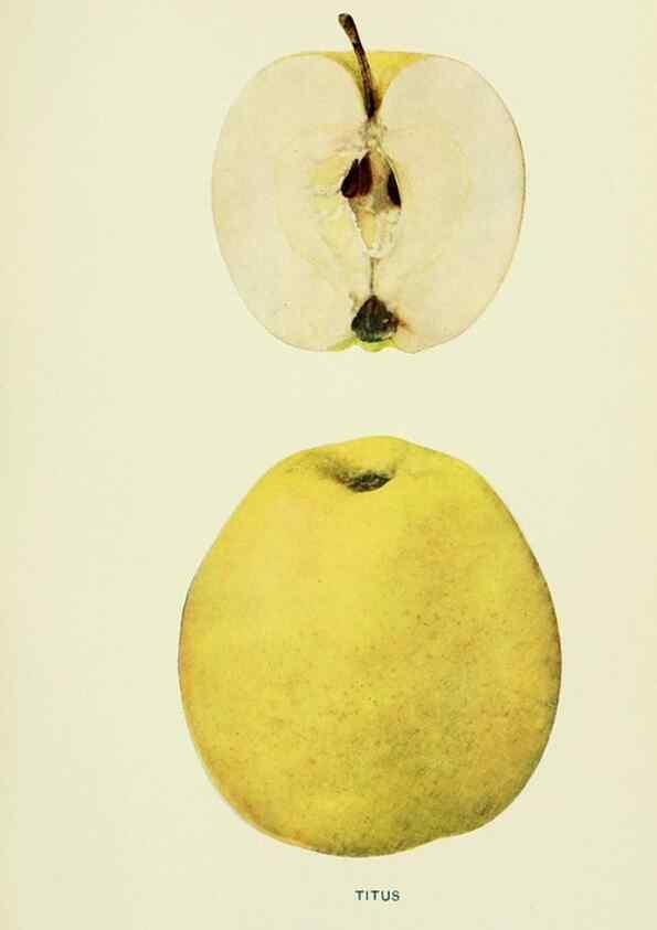 Reproducción/Reproduction 42460782811: The apples of New York,. Albany,J. B. Lyon Co., Printers,1905.. 