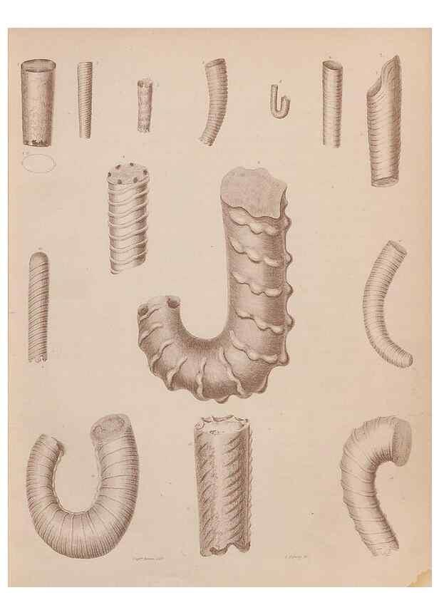 Reproducción/Reproduction 43155819414: An atlas of the fossil conchology of Great Britain and Ireland :. London :Sonnenschein,1889.. 