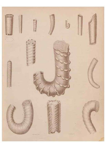 Reproducción/Reproduction 43155819414: An atlas of the fossil conchology of Great Britain and Ireland :. London :Sonnenschein,1889.. 