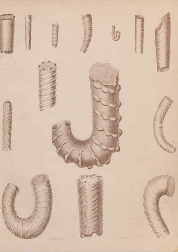 Reproducción/Reproduction 43155819414: An atlas of the fossil conchology of Great Britain and Ireland :. London :Sonnenschein,1889.. 
