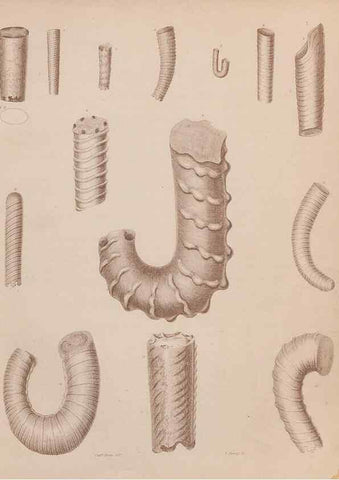 Reproducción/Reproduction 43155819414: An atlas of the fossil conchology of Great Britain and Ireland :. London :Sonnenschein,1889.. 