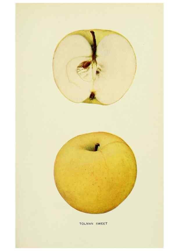Reproducción/Reproduction 41737548514: The apples of New York,. Albany,J. B. Lyon Co., Printers,1905.. 