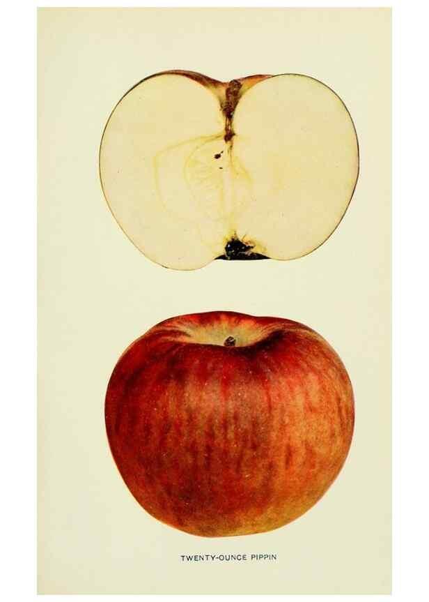 Reproducción/Reproduction 41558155975: The apples of New York,. Albany,J. B. Lyon Co., Printers,1905.. 