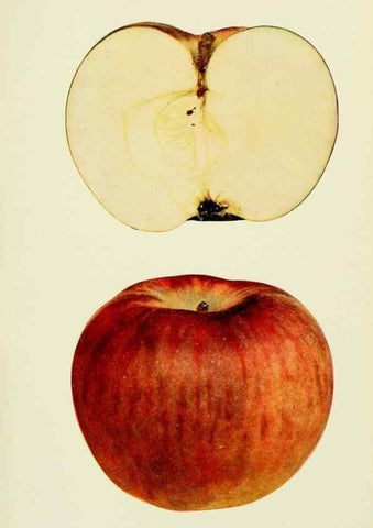 Reproducción/Reproduction 41558155975: The apples of New York,. Albany,J. B. Lyon Co., Printers,1905.. 