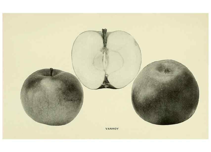 Reproducción/Reproduction 28588036568: The apples of New York,. Albany,J. B. Lyon Co., Printers,1905.. 