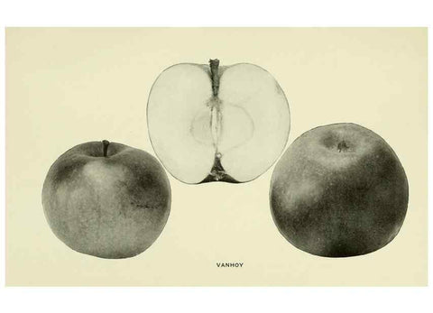 Reproducción/Reproduction 28588036568: The apples of New York,. Albany,J. B. Lyon Co., Printers,1905.. 