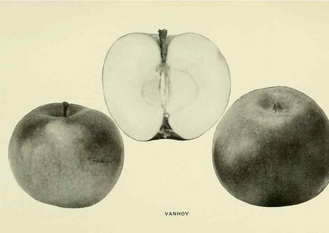 Reproducción/Reproduction 28588036568: The apples of New York,. Albany,J. B. Lyon Co., Printers,1905.. 