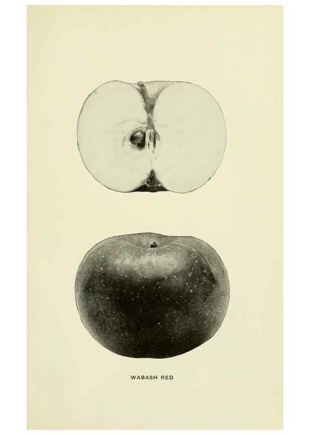 Reproducción/Reproduction 28588039798: The apples of New York,. Albany,J. B. Lyon Co., Printers,1905.. 