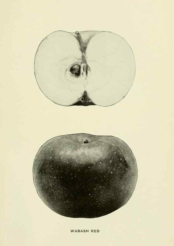 Reproducción/Reproduction 28588039798: The apples of New York,. Albany,J. B. Lyon Co., Printers,1905.. 