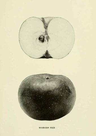 Reproducción/Reproduction 28588039798: The apples of New York,. Albany,J. B. Lyon Co., Printers,1905.. 