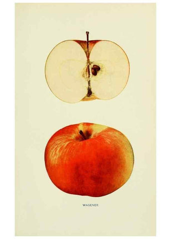Reproducción/Reproduction 41558163055: The apples of New York,. Albany,J. B. Lyon Co., Printers,1905.. 