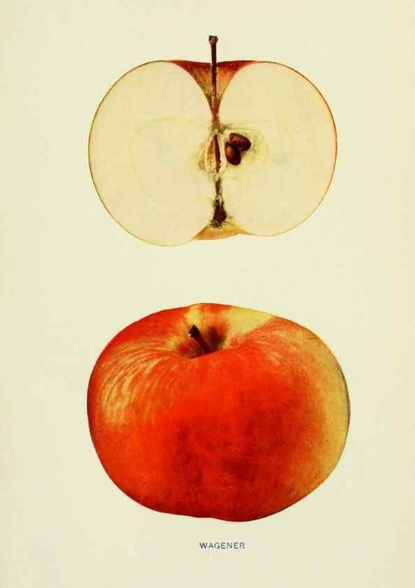 Reproducción/Reproduction 41558163055: The apples of New York,. Albany,J. B. Lyon Co., Printers,1905.. 