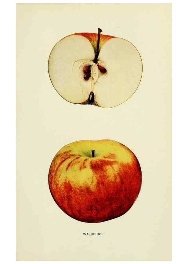 Reproducción/Reproduction 42460797521: The apples of New York,. Albany,J. B. Lyon Co., Printers,1905.. 