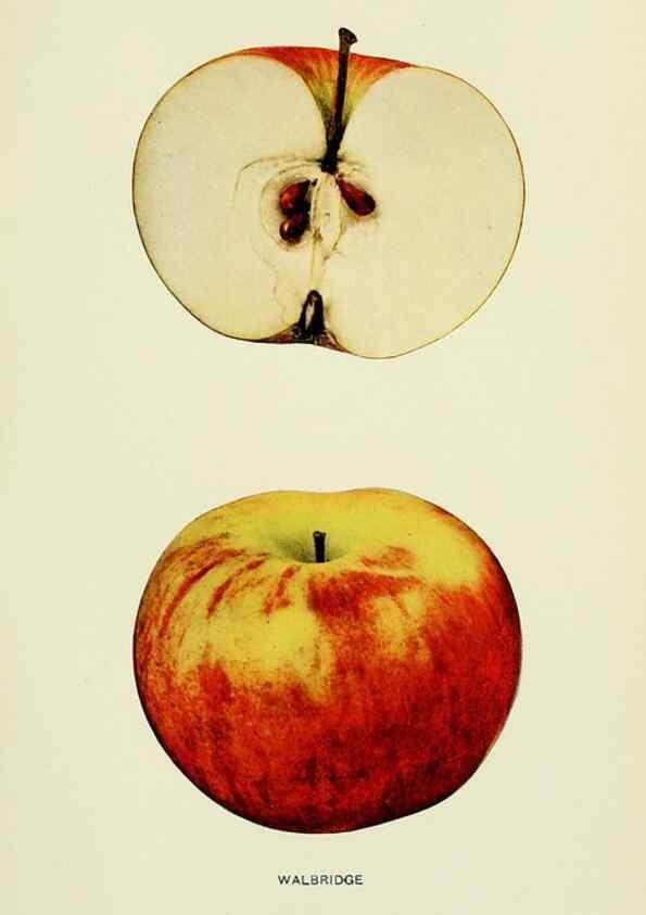 Reproducción/Reproduction 42460797521: The apples of New York,. Albany,J. B. Lyon Co., Printers,1905.. 