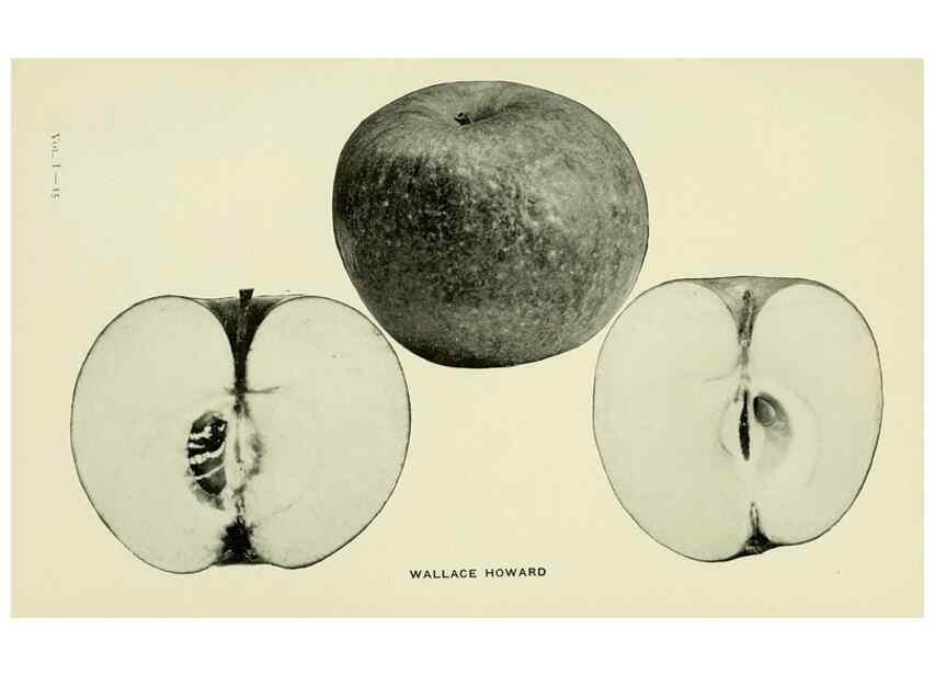 Reproducción/Reproduction 27590332457: The apples of New York,. Albany,J. B. Lyon Co., Printers,1905.. 
