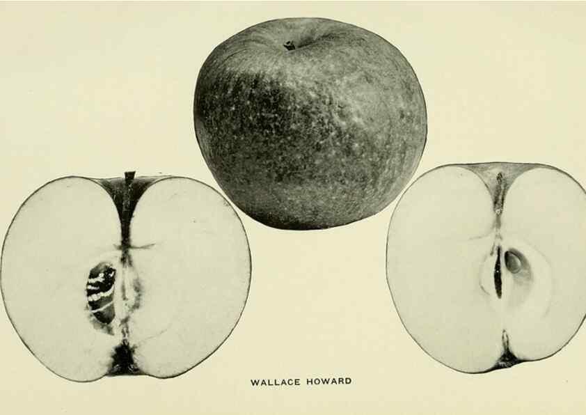 Reproducción/Reproduction 27590332457: The apples of New York,. Albany,J. B. Lyon Co., Printers,1905.. 