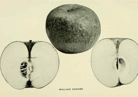 Reproducción/Reproduction 27590332457: The apples of New York,. Albany,J. B. Lyon Co., Printers,1905.. 