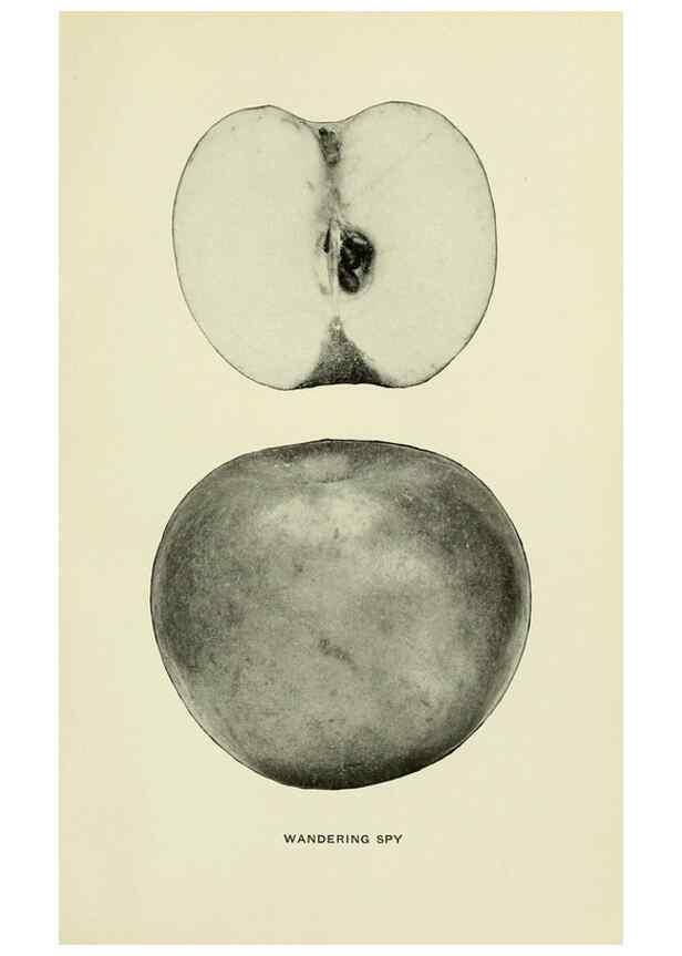 Reproducción/Reproduction 28588050818: The apples of New York,. Albany,J. B. Lyon Co., Printers,1905.. 
