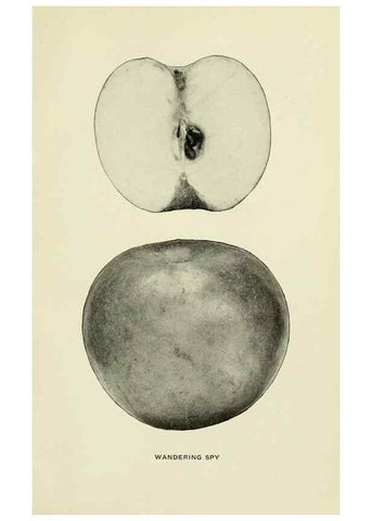 Reproducción/Reproduction 28588050818: The apples of New York,. Albany,J. B. Lyon Co., Printers,1905.. 
