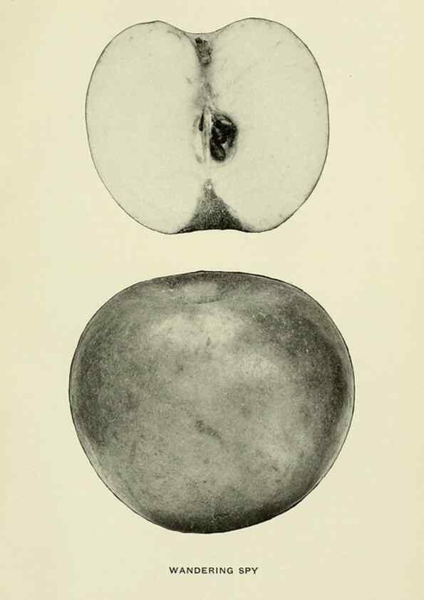 Reproducción/Reproduction 28588050818: The apples of New York,. Albany,J. B. Lyon Co., Printers,1905.. 