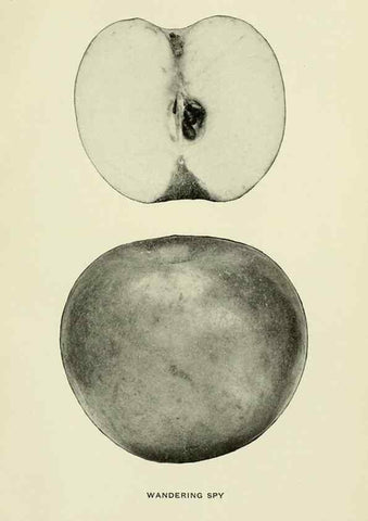 Reproducción/Reproduction 28588050818: The apples of New York,. Albany,J. B. Lyon Co., Printers,1905.. 