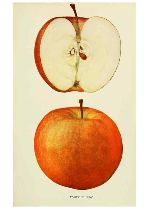 Reproducción/Reproduction 40652229580: The apples of New York,. Albany,J. B. Lyon Co., Printers,1905.. 