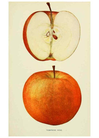 Reproducción/Reproduction 40652229580: The apples of New York,. Albany,J. B. Lyon Co., Printers,1905.. 