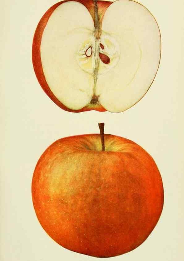 Reproducción/Reproduction 40652229580: The apples of New York,. Albany,J. B. Lyon Co., Printers,1905.. 