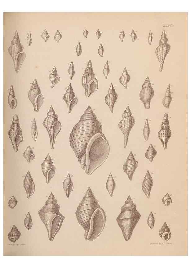 Reproducción/Reproduction 42969184195: An atlas of the fossil conchology of Great Britain and Ireland :. London :Sonnenschein,1889.. 