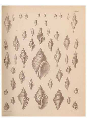 Reproducción/Reproduction 42969184195: An atlas of the fossil conchology of Great Britain and Ireland :. London :Sonnenschein,1889.. 