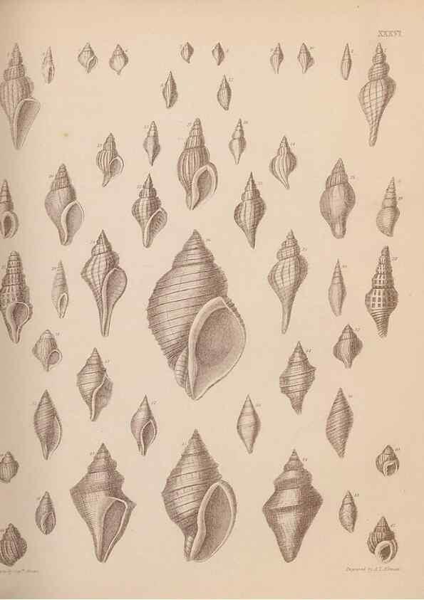 Reproducción/Reproduction 42969184195: An atlas of the fossil conchology of Great Britain and Ireland :. London :Sonnenschein,1889.. 