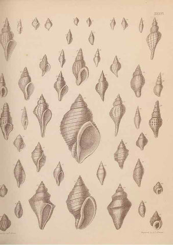 Reproducción/Reproduction 42969184195: An atlas of the fossil conchology of Great Britain and Ireland :. London :Sonnenschein,1889.. 