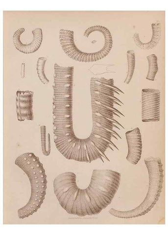 Reproducción/Reproduction 43824816022: An atlas of the fossil conchology of Great Britain and Ireland :. London :Sonnenschein,1889.. 