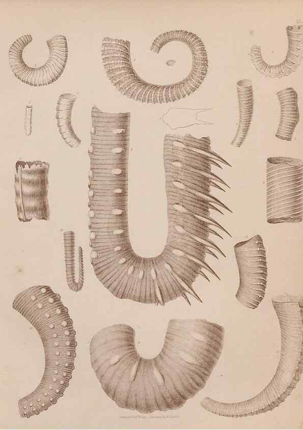 Reproducción/Reproduction 43824816022: An atlas of the fossil conchology of Great Britain and Ireland :. London :Sonnenschein,1889.. 