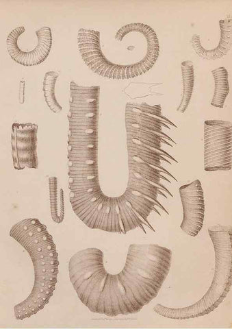 Reproducción/Reproduction 43824816022: An atlas of the fossil conchology of Great Britain and Ireland :. London :Sonnenschein,1889.. 