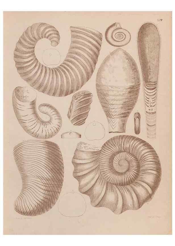 Reproducción/Reproduction 43873078821: An atlas of the fossil conchology of Great Britain and Ireland :. London :Sonnenschein,1889.. 