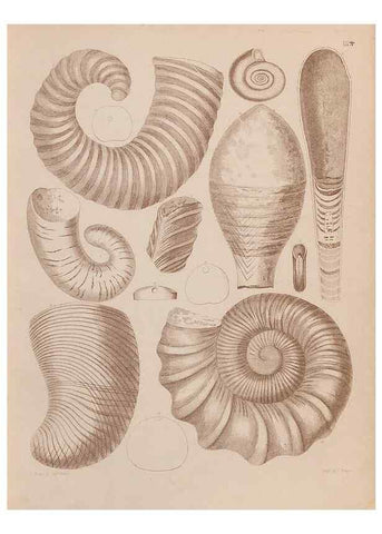 Reproducción/Reproduction 43873078821: An atlas of the fossil conchology of Great Britain and Ireland :. London :Sonnenschein,1889.. 