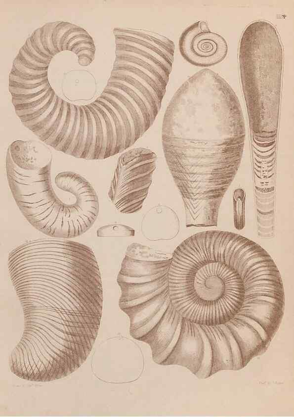 Reproducción/Reproduction 43873078821: An atlas of the fossil conchology of Great Britain and Ireland :. London :Sonnenschein,1889.. 