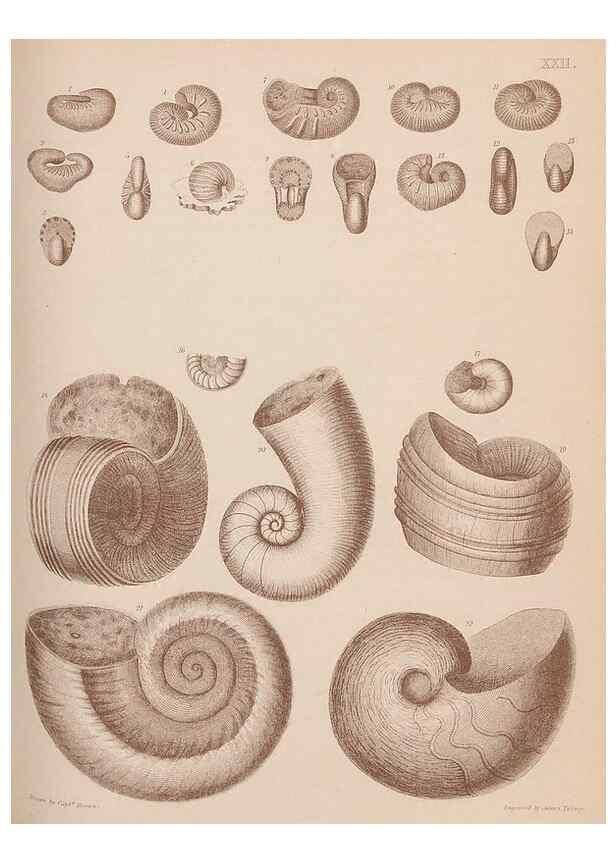 Reproducción/Reproduction 30003705518: An atlas of the fossil conchology of Great Britain and Ireland :. London :Sonnenschein,1889.. 