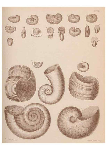 Reproducción/Reproduction 30003705518: An atlas of the fossil conchology of Great Britain and Ireland :. London :Sonnenschein,1889.. 