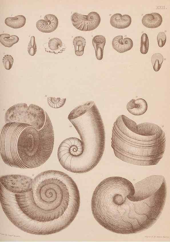 Reproducción/Reproduction 30003705518: An atlas of the fossil conchology of Great Britain and Ireland :. London :Sonnenschein,1889.. 