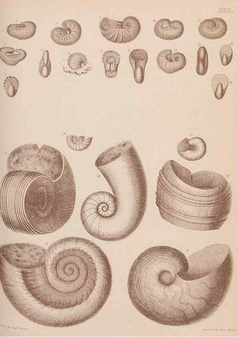 Reproducción/Reproduction 30003705518: An atlas of the fossil conchology of Great Britain and Ireland :. London :Sonnenschein,1889.. 