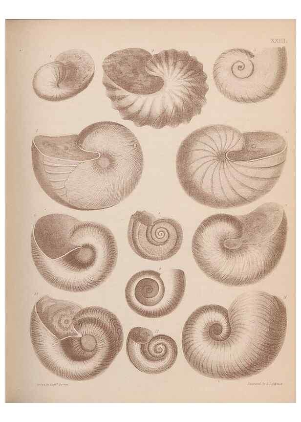 Reproducción/Reproduction 42969159695: An atlas of the fossil conchology of Great Britain and Ireland :. London :Sonnenschein,1889.. 