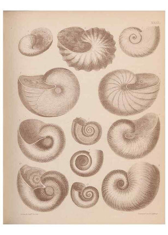 Reproducción/Reproduction 42969159695: An atlas of the fossil conchology of Great Britain and Ireland :. London :Sonnenschein,1889.. 