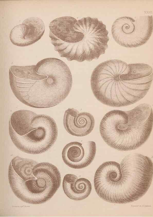 Reproducción/Reproduction 42969159695: An atlas of the fossil conchology of Great Britain and Ireland :. London :Sonnenschein,1889.. 
