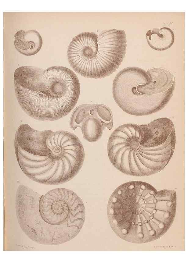 Reproducción/Reproduction 42064566920: An atlas of the fossil conchology of Great Britain and Ireland :. London :Sonnenschein,1889.. 