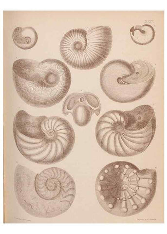 Reproducción/Reproduction 42064566920: An atlas of the fossil conchology of Great Britain and Ireland :. London :Sonnenschein,1889.. 